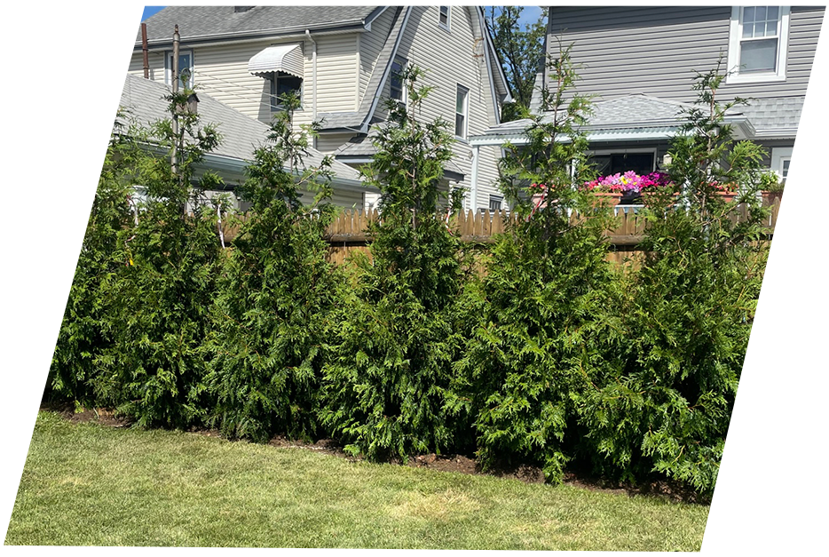 Backyard of a house with tall trees