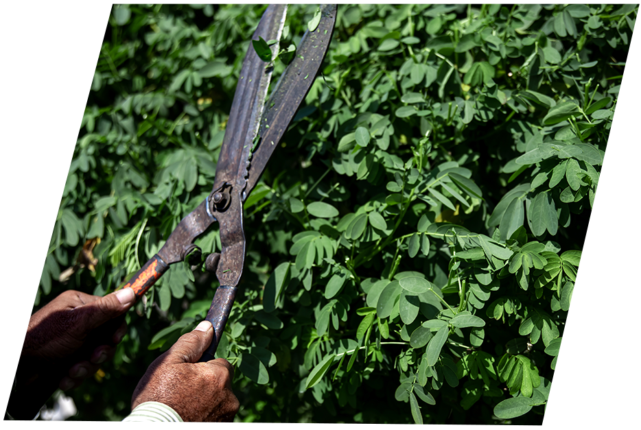 Man pruning bushes